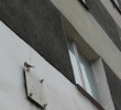 Ptaki w budynkach – działania STOP w sezonie lęgowym 2009
