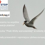 Wycieczka: „Ptaki Wisły warszawskiej” w sobotę, 23 maja (2015)