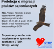 Pierwsze spotkanie STOPu w roku 2014 – prelekcja o migracji ptaków szponiastych