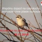 Wycieczka na rzepołuchy i srokosze – Laszczki pod Warszawą. Niedziela, 30.11.2014