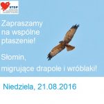 Zapraszamy na wycieczkę na obserwacje wędrujących ptaków – Słomin pod Warszawą, 21.08.2016 :)!