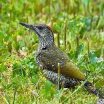 Bezpłatna wycieczka na ptaki z ornitologiem – zapraszamy :) (04.06.2017, niedziela)