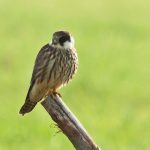 Wycieczka z ornitologiem: Pęcice i okolice :). Zapraszamy w SOBOTĘ, 22.09.2018