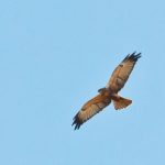Zapraszamy na obserwacje migrujących ptaków nad Wisłą warszawską w okolicy Falenicy (niedziela, 10.09.2017)
