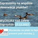 Wycieczka na nury i północne kaczki pod choinkę (niedziela, 17.12.2017)