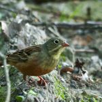 Wycieczka z ornitologiem „na ortolany” – zapraszamy w niedzielę, 27.05.2018!