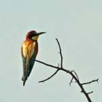 Wycieczka z ornitologiem „Nadwiślański świt” (niedziela, 24.06.2018)