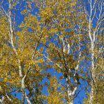 Spotkania terenowe z arborystami (specjalistami „od drzew”) w soboty 10.11. i 17.11.2018