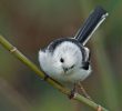 Wycieczka na ptaki z ornitologiem (niedziela 19.11.2023)