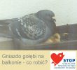 Gniazdo gołębi na balkonie – co robić?